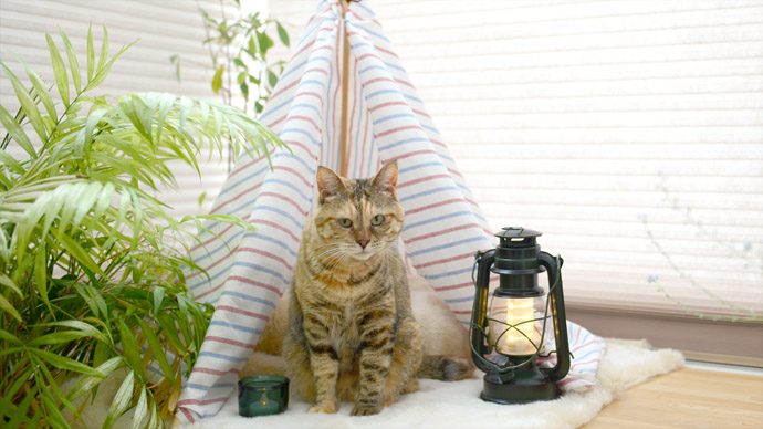 猫もお家でフェス気分 キャットティピーを自作しよう お猫様に奉納diyグッズ Pacoma パコマ 暮らしの冒険webマガジン
