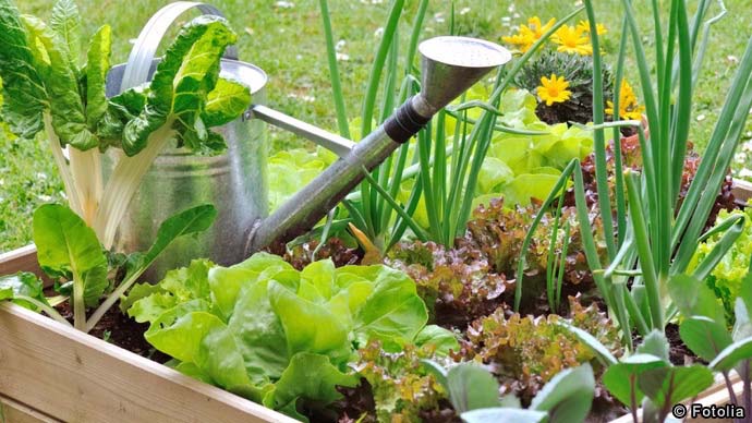 家庭菜園の始め方 初心者さん歓迎 簡単年間プラン で美味しい野菜を育てよう Pacoma パコマ 暮らしの冒険webマガジン