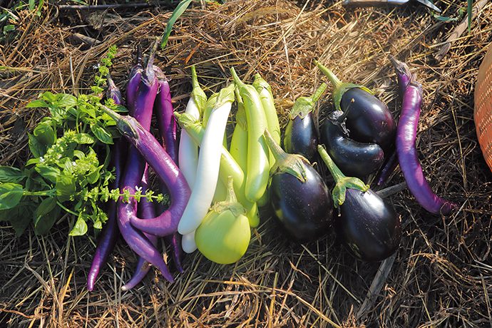 家庭菜園の始め方 初心者さん歓迎 簡単年間プラン で美味しい野菜を育てよう Pacoma パコマ 暮らしの冒険webマガジン