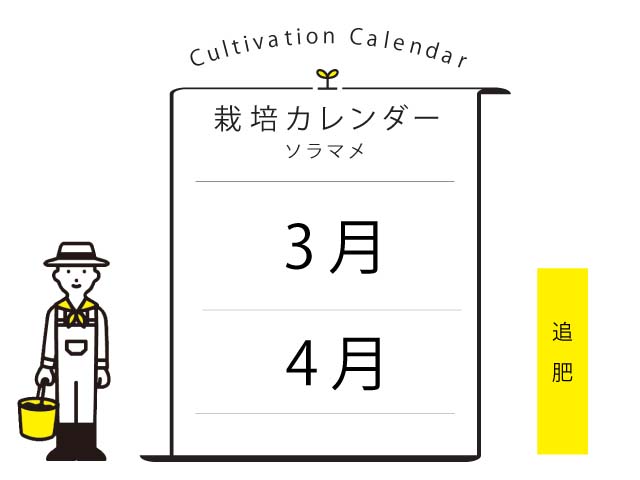 そら豆 ソラマメ の栽培法 家庭菜園初心者ガイド 来年の初夏に食べるには今がまき時 Pacoma パコマ 暮らしの冒険webマガジン