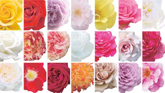 バラ栽培おすすめ21種 香り と 色 のバラ図鑑 知るほどに心惹かれる魅惑の世界 Pacoma パコマ 暮らしの冒険webマガジン