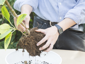 【プロ監修】観葉植物の土の入れ替え・植え替えの時期と手順、ベストな道具