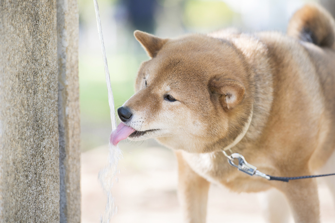 猛暑注意 愛犬のための夏対策3選 医師監修 Pacoma パコマ 暮らしの冒険webマガジン