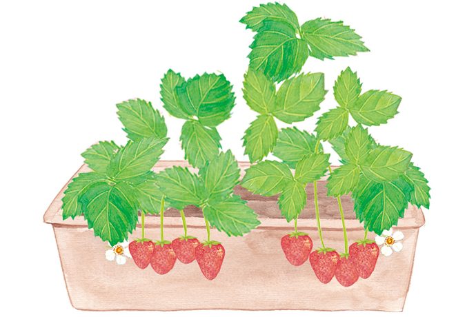 プロ監修 イチゴの栽培 育て方 家庭菜園 Pacoma パコマ 暮らしの冒険webマガジン
