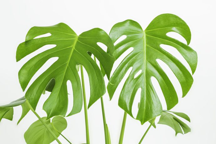 取り入れやすい 風水におすすめの観葉植物 プロ監修 Pacoma パコマ 暮らしの冒険webマガジン