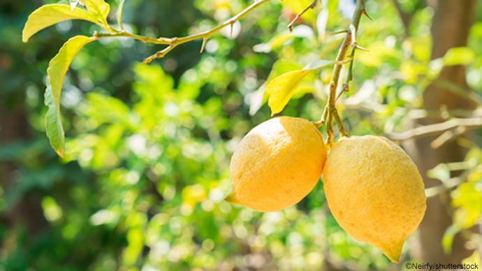 美味しく収穫 レモンの育て方 プロ解説 Pacoma パコマ 暮らしの冒険webマガジン