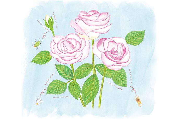 注意 バラ栽培で気をつけるべき病害虫4選 Pacoma パコマ 暮らしの冒険webマガジン