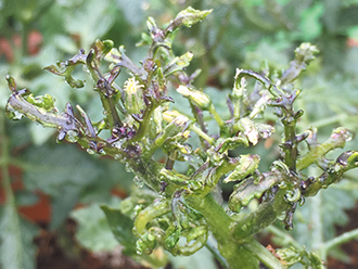 【失敗しない】家庭菜園で収穫量を増やすために気をつけること