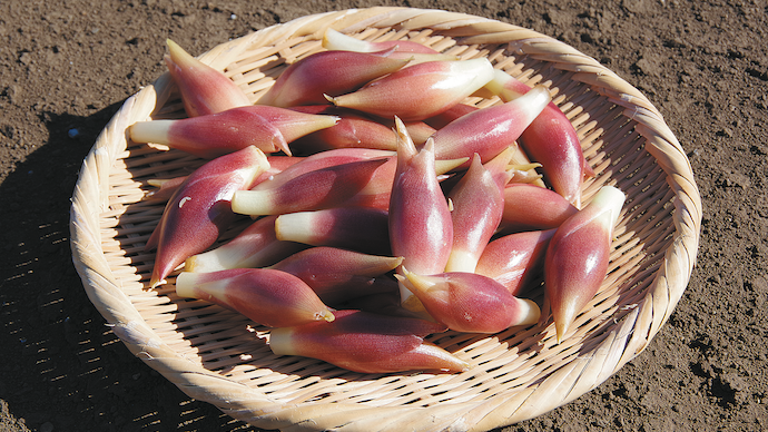 プロ監修！ミョウガの栽培・育て方｜家庭菜園