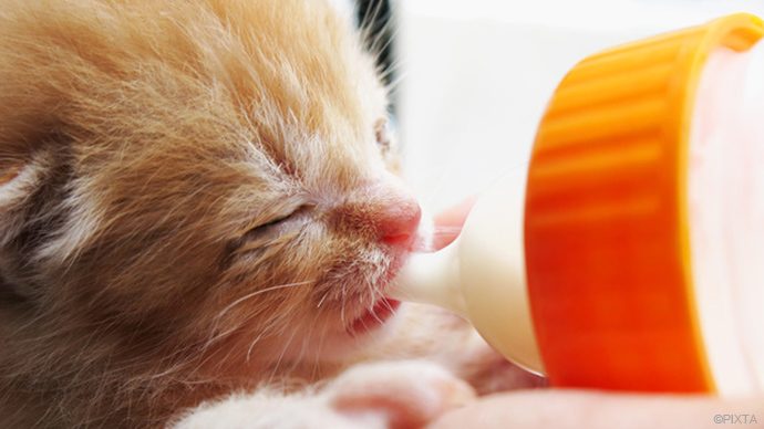 安心 子猫用ミルクの基本 与え方から飲ませ方 獣医師監修 Pacoma パコマ 暮らしの冒険webマガジン