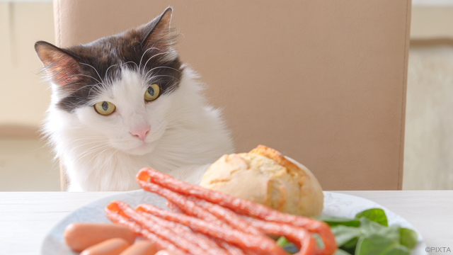 危険 猫に与えてはいけないng食べ物 獣医監修 ガジェット通信 Getnews