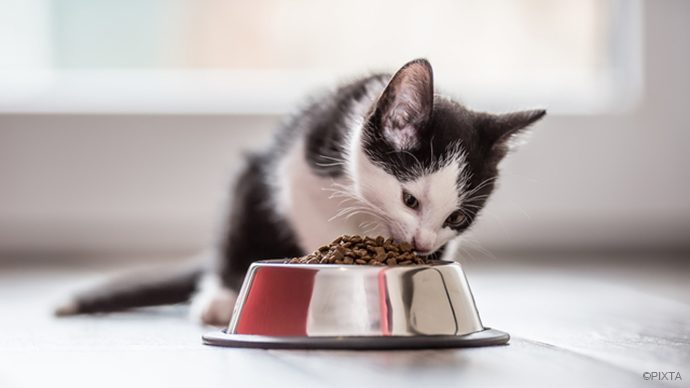 獣医師監修 猫のご飯の選び方 食事の回数 量など Pacoma パコマ 暮らしの冒険webマガジン