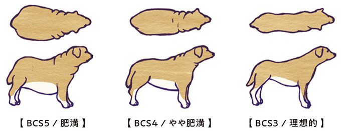 犬猫の飼い主は必読 ペットの上手なダイエット法 Pacoma パコマ 暮らしの冒険webマガジン