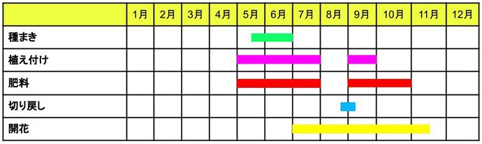 ケイトウ 鶏頭 の育て方 園芸のプロ監修 Pacoma パコマ 暮らしの冒険webマガジン