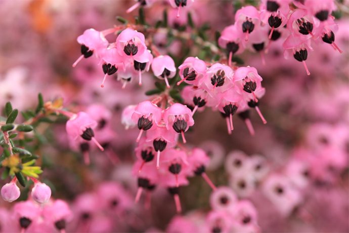 冬の庭を鮮やかに 冬におすすめのガーデニング植物３選 Pacoma パコマ 暮らしの冒険webマガジン