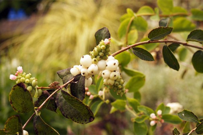 美しい雪景色を連想させる スノー の名を持つ植物3選 Pacoma パコマ 暮らしの冒険webマガジン