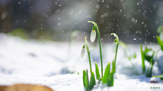 美しい雪景色を連想させる スノー の名を持つ植物3選 Pacoma パコマ 暮らしの冒険webマガジン