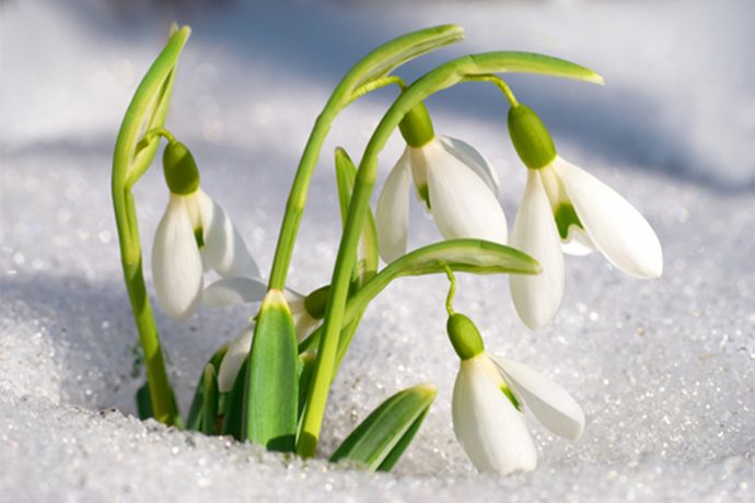 美しい雪景色を連想させる スノー の名を持つ植物3選 Pacoma パコマ 暮らしの冒険webマガジン