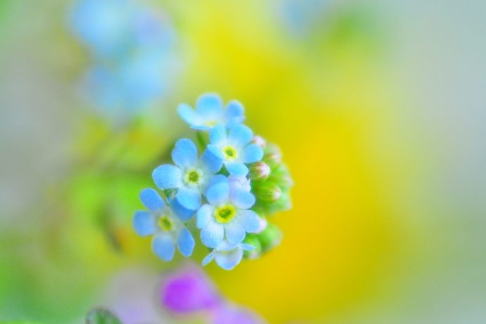 思わず見つめてしまう 美しい青い花をつける雑草 Pacoma パコマ 暮らしの冒険webマガジン