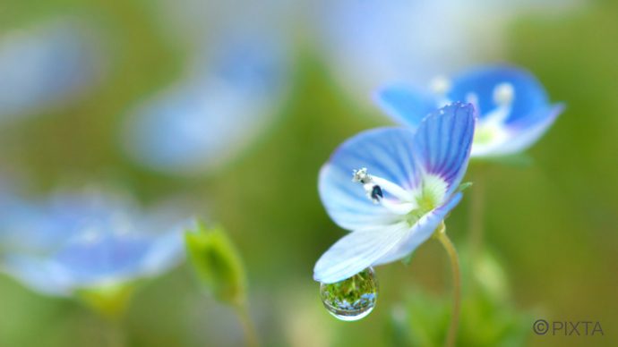 キレイな花を咲かせる雑草〜青い花をつける雑草とは