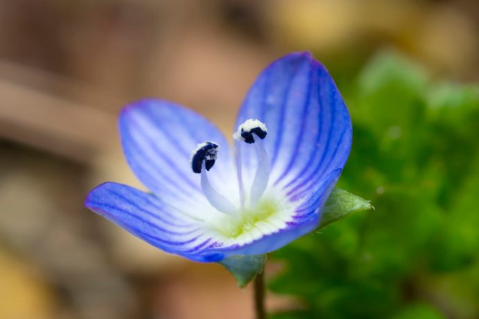 【最も人気があります!】 青い 花 雑草 100++ で最高の画像