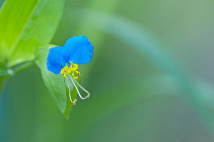 思わず見つめてしまう 美しい青い花をつける雑草 Pacoma パコマ 暮らしの冒険webマガジン