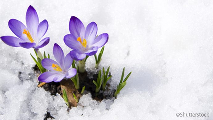冬ならではの楽しみ 雪がよく似合うが冬のガーデン植物3選 ガジェット通信 Getnews