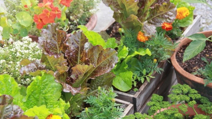 夏野菜を育てよう！土づくりや簡単な栽培を紹介