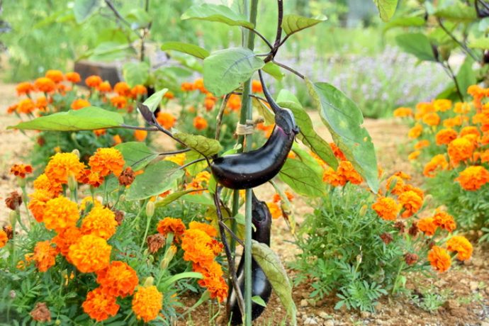 家庭菜園に彩りを 可愛い花を咲かせるコンパニオンプランツ Pacoma パコマ 暮らしの冒険webマガジン