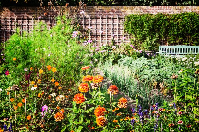 家庭菜園に彩りを 可愛い花を咲かせるコンパニオンプランツ Pacoma パコマ 暮らしの冒険webマガジン