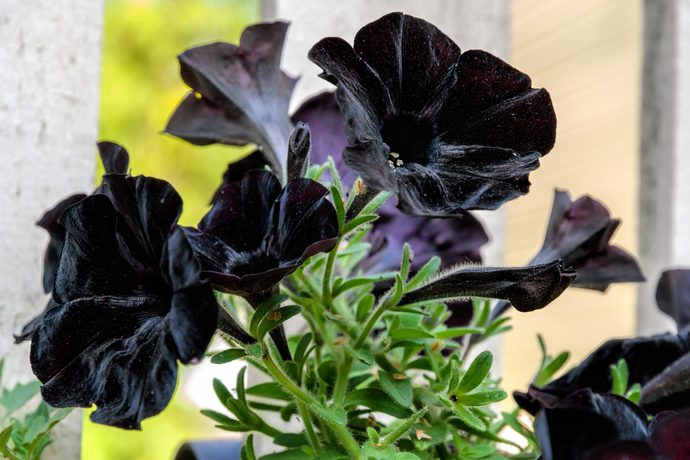ハイセンスな庭づくりに活用したい 黒い植物10選 Pacoma パコマ 暮らしの冒険webマガジン