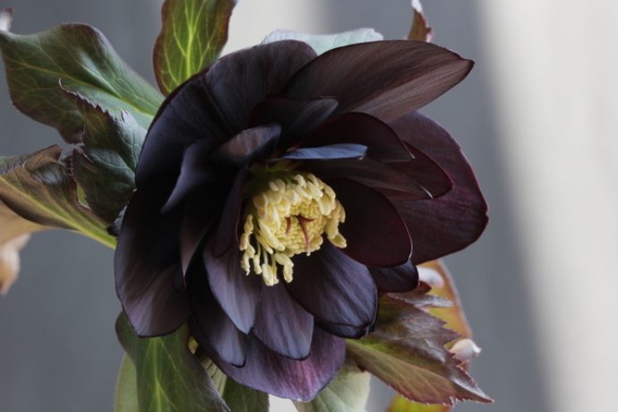 ハイセンスな庭づくりに活用したい 黒い植物10選 Pacoma パコマ 暮らしの冒険webマガジン