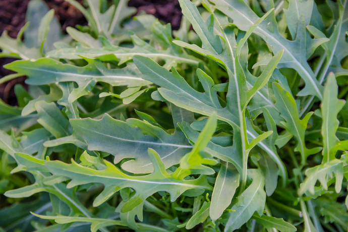 あっという間に育つ 種まきから約1ヶ月で収穫できる野菜 ガジェット通信 Getnews