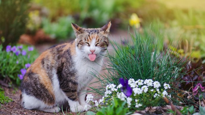 来させない 居座らせない エクステリア ガーデンのノラ猫対策 Pacoma パコマ 暮らしの冒険webマガジン