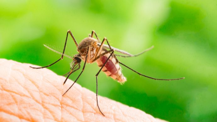 夏は蚊の季節！蚊に刺されないための対策は？