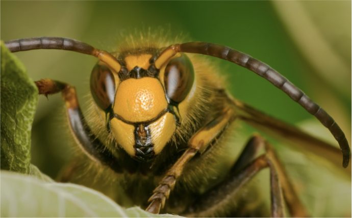 手軽で安全 攻撃性が高く危険なスズメバチを自分で駆除する方法とは Pacoma パコマ 暮らしの冒険webマガジン