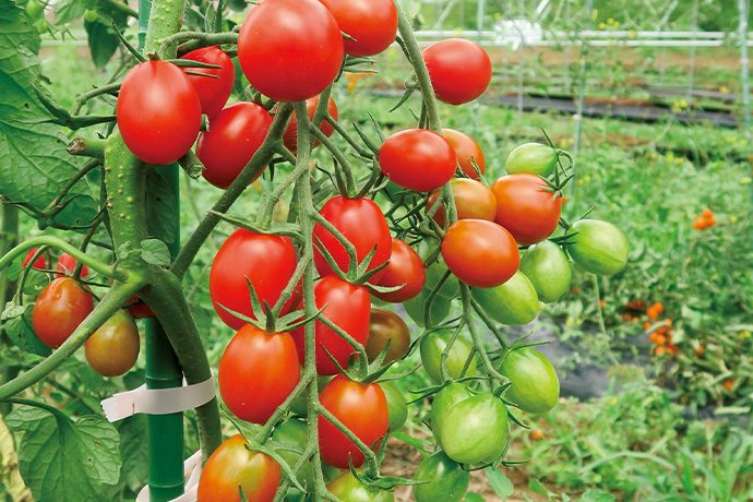 夏から始める人にも 初めての家庭菜園におすすめの 本気野菜 とは Pacoma パコマ 暮らしの冒険webマガジン