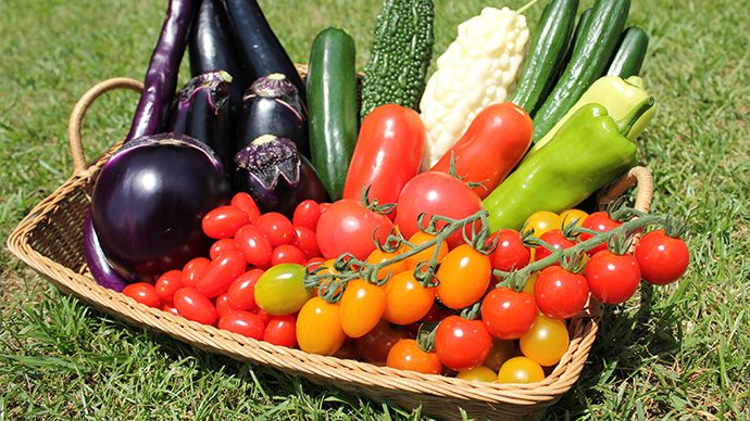 夏から始める人にも 初めての家庭菜園におすすめの 本気野菜 とは Pacoma パコマ 暮らしの冒険webマガジン