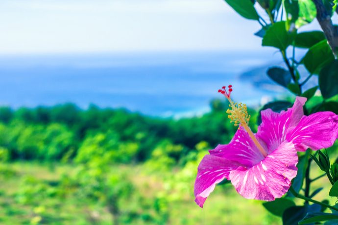 知っておきたい 夏に花盛りを迎える魅力的な熱帯花木５選 Pacoma パコマ 暮らしの冒険webマガジン