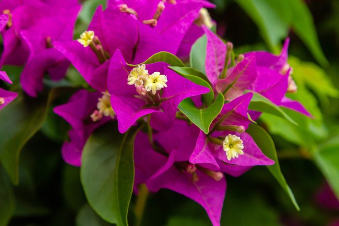 知っておきたい 夏に花盛りを迎える魅力的な熱帯花木５選 Pacoma パコマ 暮らしの冒険webマガジン