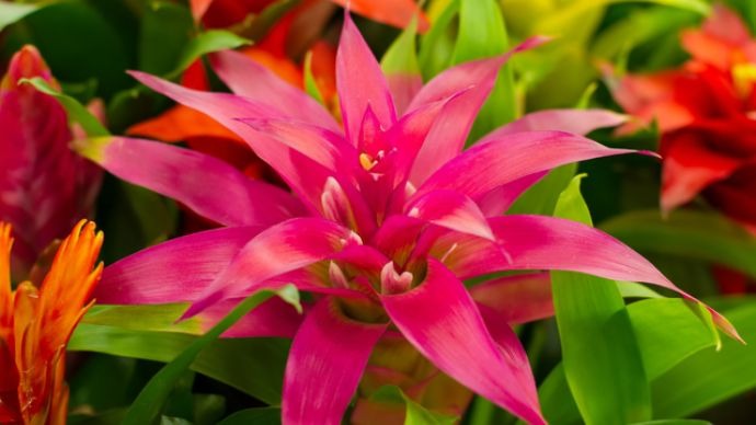 育てやすい カラフルな花を長期間楽しめるインドアプランツ Pacoma パコマ 暮らしの冒険webマガジン