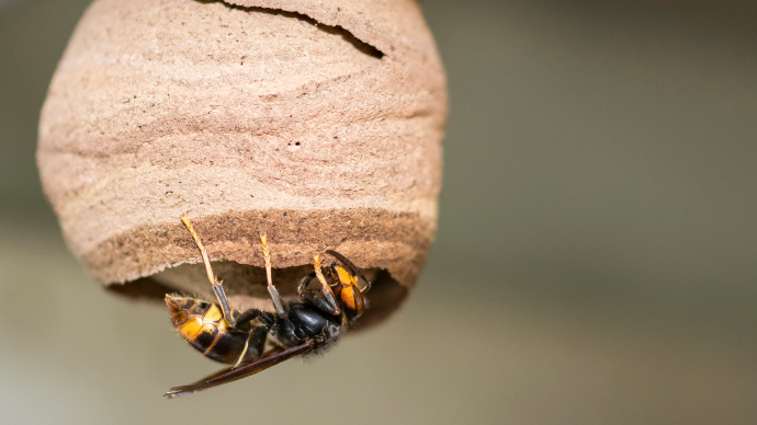刺されると怖いスズメバチ 種類や寿命 巣を作る場所や駆除方法を紹介 Pacoma パコマ 暮らしの冒険webマガジン
