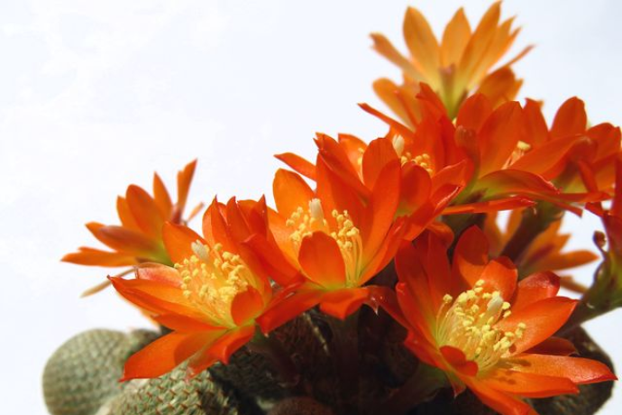 思わず見とれてしまう 花の美しいサボテン7選 Pacoma パコマ 暮らしの冒険webマガジン