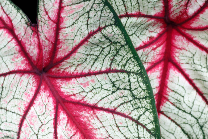 見てるだけで気分上がる 鮮やかなカラーリーフの観葉植物5選 Pacoma パコマ 暮らしの冒険webマガジン