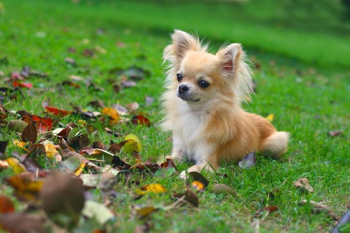 覚悟を持って見守るために知っておきたい愛犬の平均寿命 Pacoma パコマ 暮らしの冒険webマガジン