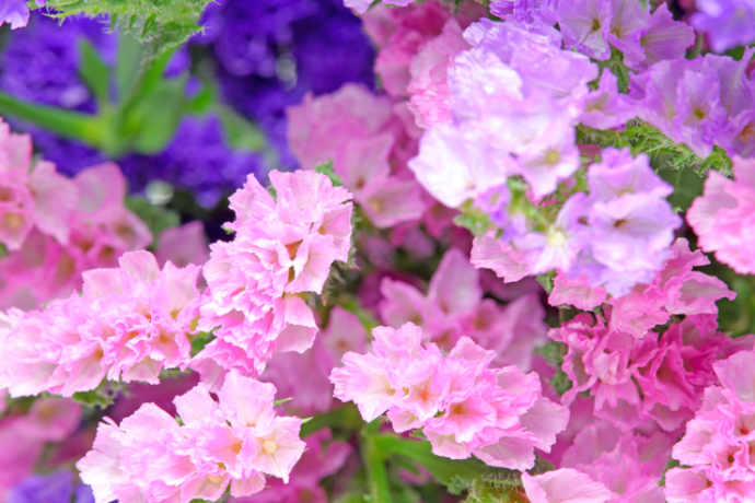 自分の庭で 花もちのよい花 を育てよう Pacoma パコマ 暮らしの冒険webマガジン
