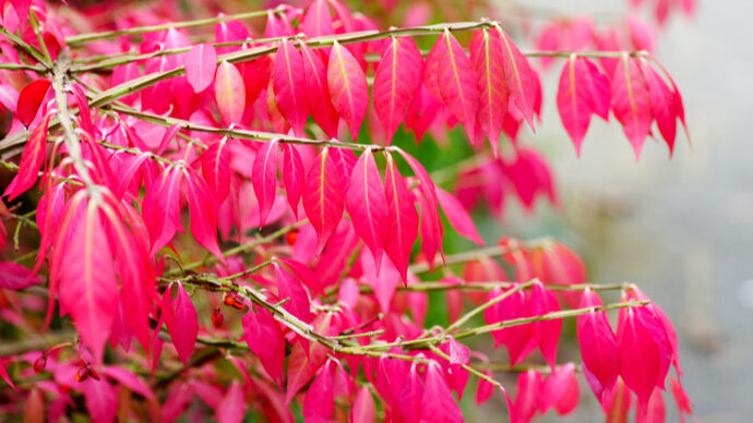 ガーデンにお勧め！紅葉を楽しめるコンパクトな庭木