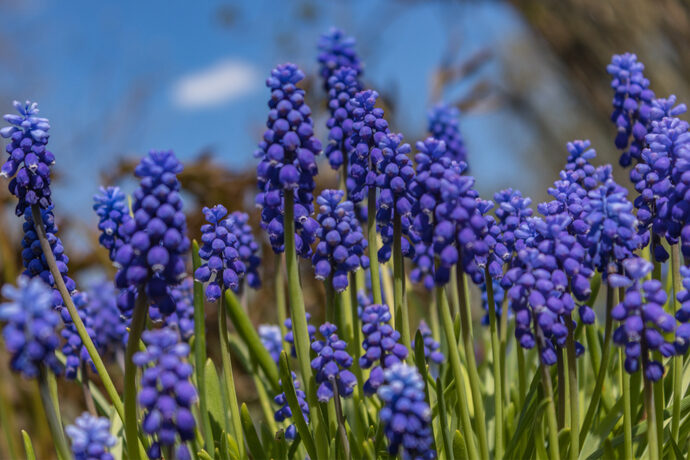 華やかで育てやすい 秋植え春咲きの 秋植え球根 おすすめ10選 Pacoma パコマ 暮らしの冒険webマガジン