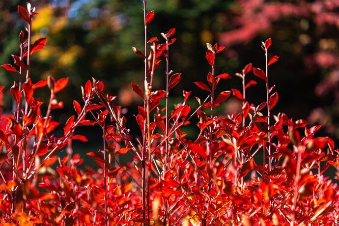 ガーデンにお勧め 紅葉を楽しめるコンパクトな庭木 Pacoma パコマ 暮らしの冒険webマガジン