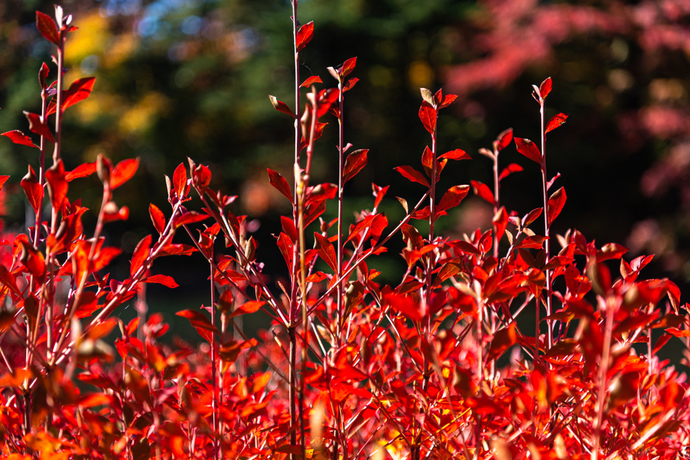 ガーデンにお勧め 紅葉を楽しめるコンパクトな庭木 ガジェット通信 Getnews